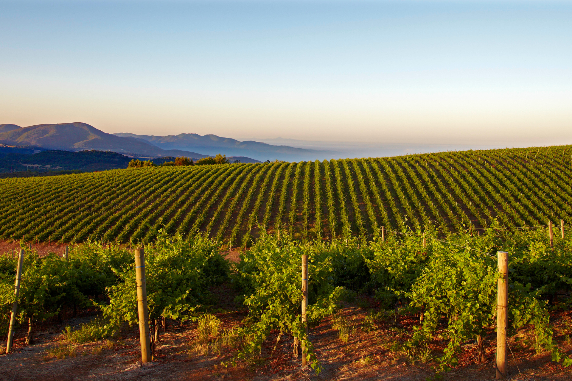 A scenic landscape with lush green grapevines from the Caymus Vineyards who are partnered with the Wine Dinner at Bravo